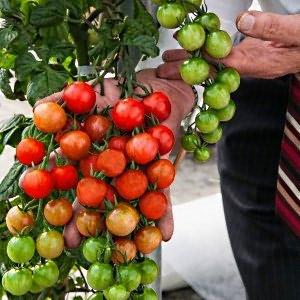We grow tiny tomatoes in the garden and at home - Pugovka tomato and the intricacies of caring for it