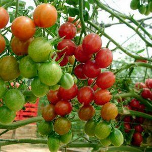 We grow tiny tomatoes in the garden and at home - Pugovka tomato and the intricacies of caring for it