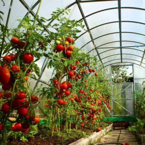 Growing tomatoes in a greenhouse: step-by-step instructions for novice gardeners and advice from experienced colleagues