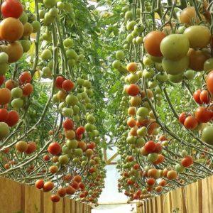 Growing tomatoes in a greenhouse: step-by-step instructions for novice gardeners and advice from experienced colleagues