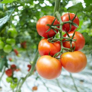 Growing tomatoes in a greenhouse: step-by-step instructions for novice gardeners and advice from experienced colleagues