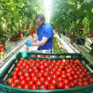 Growing tomatoes in a greenhouse: step-by-step instructions for novice gardeners and advice from experienced colleagues