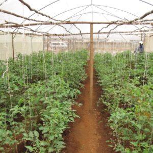 Growing tomatoes in a greenhouse: step-by-step instructions for novice gardeners and advice from experienced colleagues