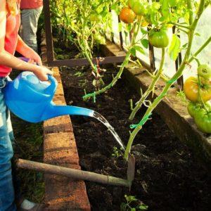Growing tomatoes in a greenhouse: step-by-step instructions for novice gardeners and advice from experienced colleagues