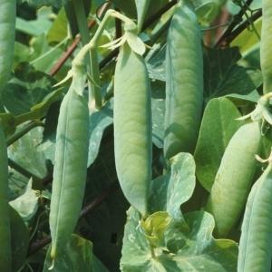 How to properly grow seed peas