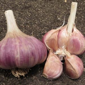 The best varieties of spring garlic: choose the appropriate type according to the parameters