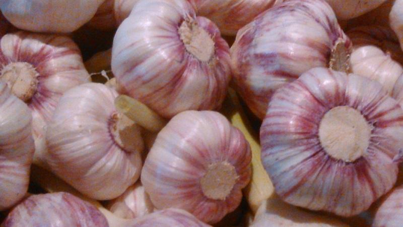 The best varieties of spring garlic: choose the appropriate type according to the parameters