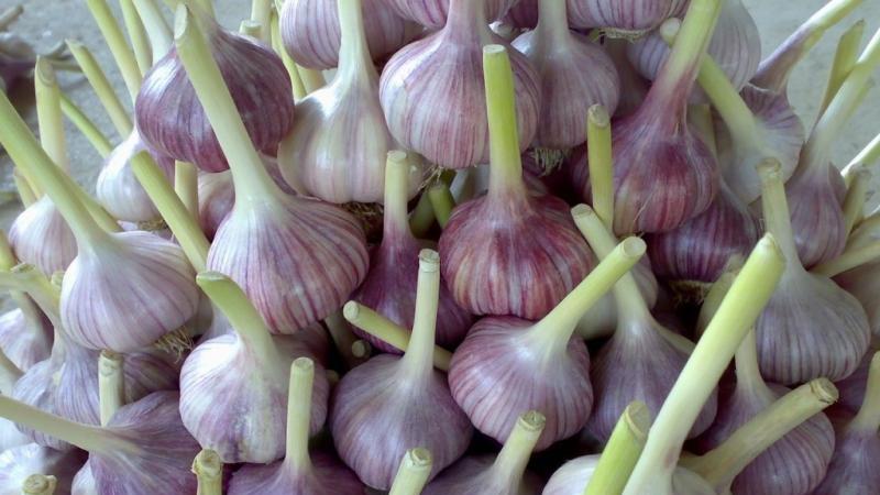The best varieties of spring garlic: choose the appropriate type according to the parameters