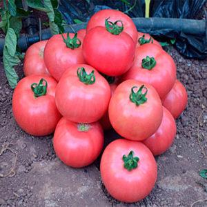 We choose the best variety of ultra-early ripening tomatoes and get a rich harvest as quickly as possible