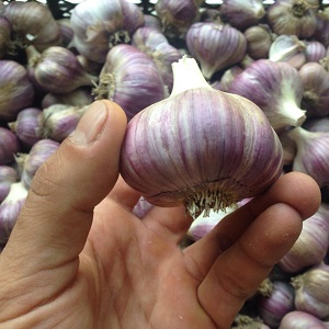 Stably productive, unpretentious and disease-resistant garlic Lyubasha - we grow on our site