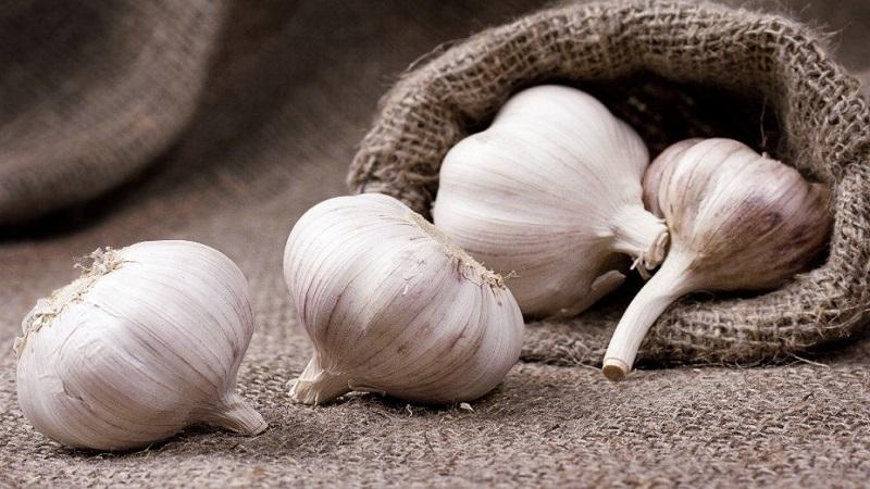 Stably productive, unpretentious and disease-resistant garlic Lyubasha - we grow on our site
