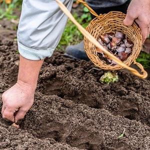 Stably productive, unpretentious and disease-resistant garlic Lyubasha - we grow on our site