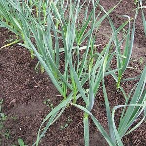Stably productive, unpretentious and disease-resistant garlic Lyubasha - we grow on our site