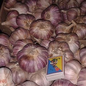 Stably productive, unpretentious and disease-resistant garlic Lyubasha - we grow on our site