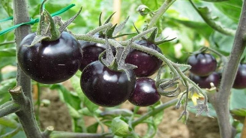 Why black tomatoes are so attracted to summer residents
