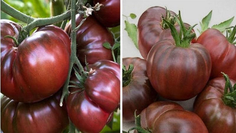 Why black tomatoes are so attracted to summer residents