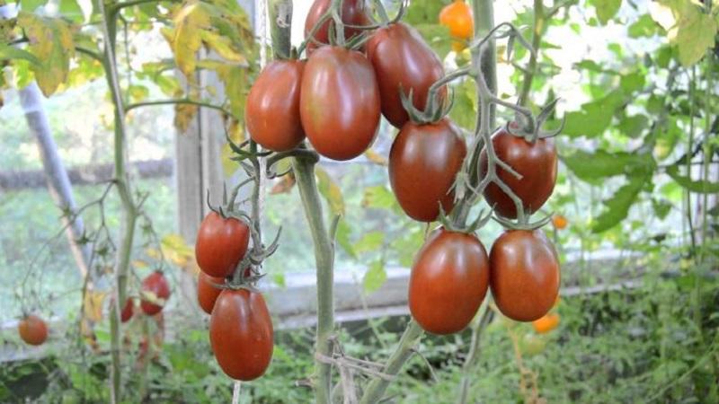 Why black tomatoes are so attracted to summer residents