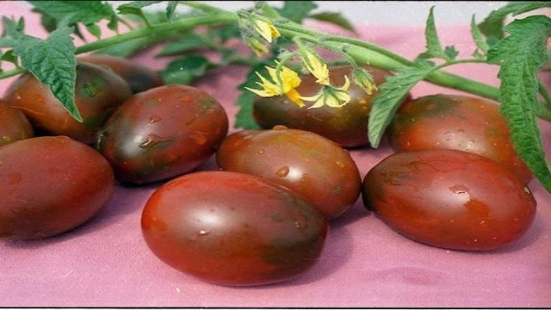 Why black tomatoes are so attracted to summer residents