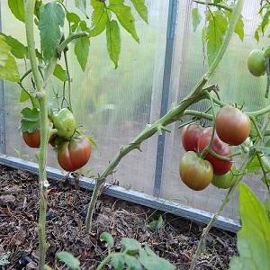 Why black tomatoes are so attracted to summer residents