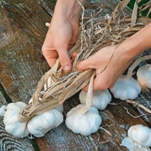 Secrets of Effective Home and Commercial Garlic Growing as a Business
