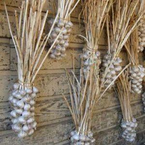 Secrets of Effective Home and Commercial Garlic Growing as a Business