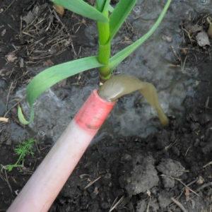 Secrets of Effective Home and Commercial Garlic Growing as a Business