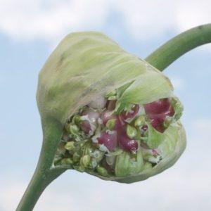 Secrets of Effective Home and Commercial Garlic Growing as a Business