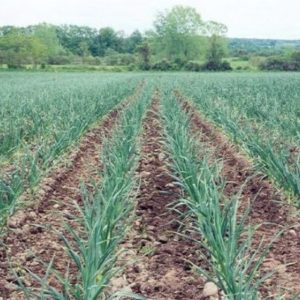 Secrets of Effective Home and Commercial Garlic Growing as a Business