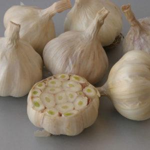 Secrets of Effective Home and Commercial Garlic Growing as a Business