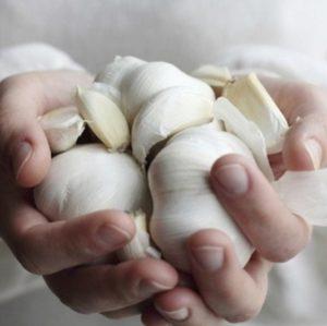 Secrets of Effective Home and Commercial Garlic Growing as a Business