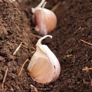 Secrets of Effective Home and Commercial Garlic Growing as a Business