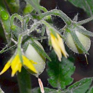 Secrets of caring for tomatoes to increase yields: how to feed tomatoes during flowering and fruiting