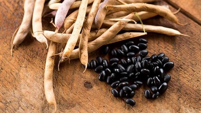 How to grow black beans on your site and properly prepare the resulting crop - the best recipes