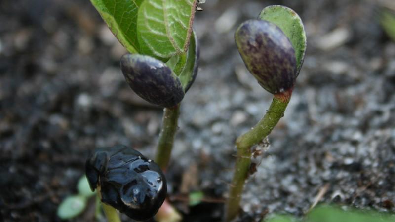 How to grow black beans on your site and properly prepare the resulting crop - the best recipes
