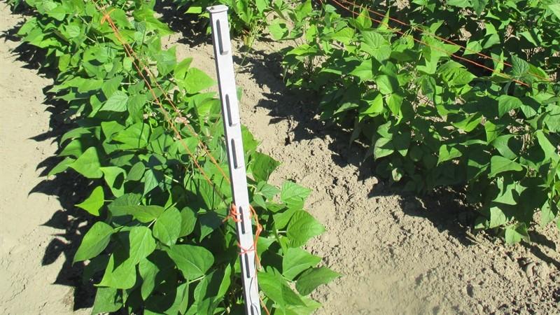How to grow black beans on your site and properly prepare the resulting crop - the best recipes