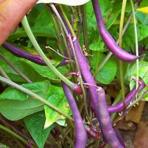 How to grow black beans on your site and properly prepare the resulting crop - the best recipes