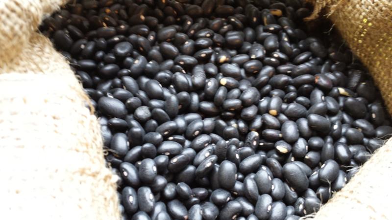 How to grow black beans on your site and properly prepare the resulting crop - the best recipes