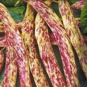 How to grow delicious green beans in the country