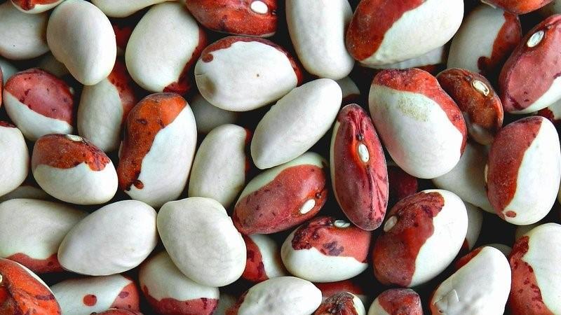 Why is it worth growing Red Riding Hood beans on your site - description of the variety and its advantages