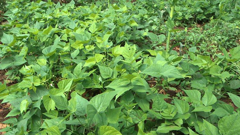 Why is it worth growing Red Riding Hood beans on your site - description of the variety and its advantages