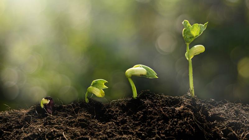 Why is it worth growing Red Riding Hood beans on your site - description of the variety and its advantages