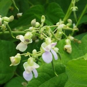 Why is it worth growing Red Riding Hood beans on your site - description of the variety and its advantages