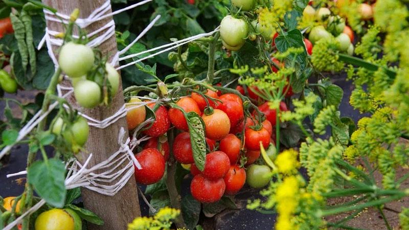 Early ripe, high-yielding and versatile tomato Dubok: instructions for growing from A to Z