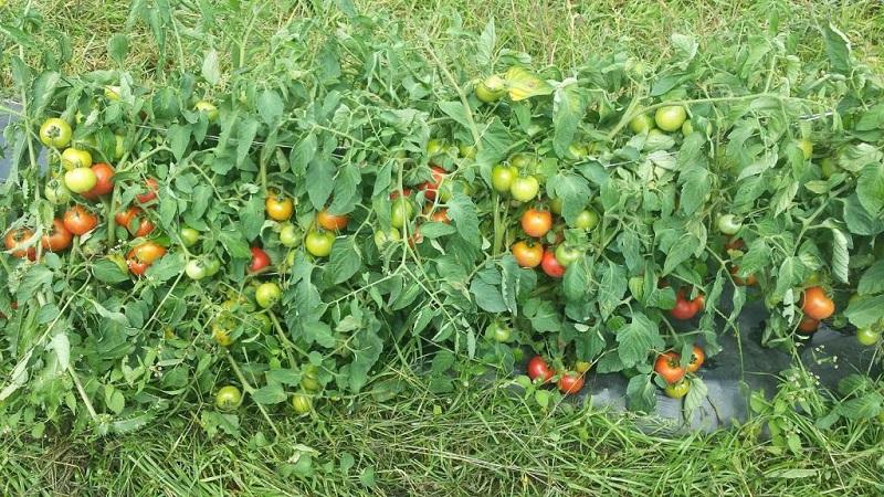 Early ripe, high-yielding and versatile tomato Dubok: growing instructions from A to Z