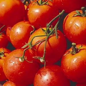 Early ripe, high-yielding and versatile tomato Dubok: instructions for growing from A to Z
