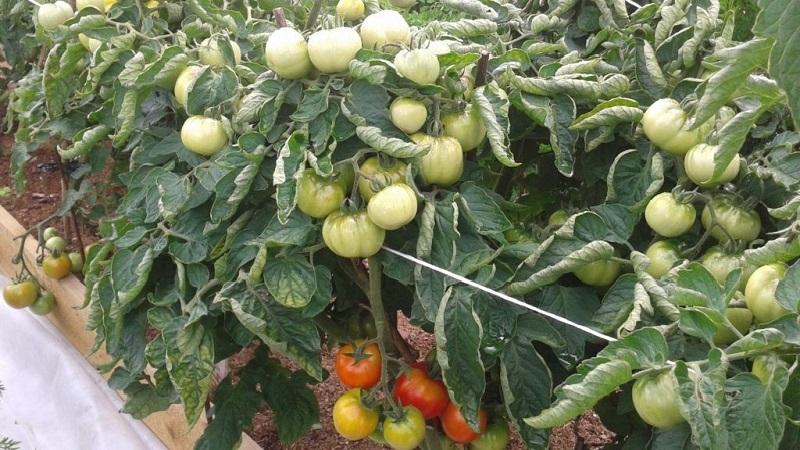 Early ripe, high-yielding and versatile tomato Dubok: instructions for growing from A to Z