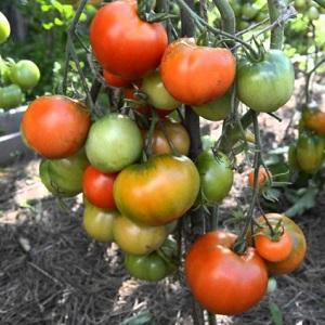 Early ripe, high-yielding and versatile tomato Dubok: instructions for growing from A to Z