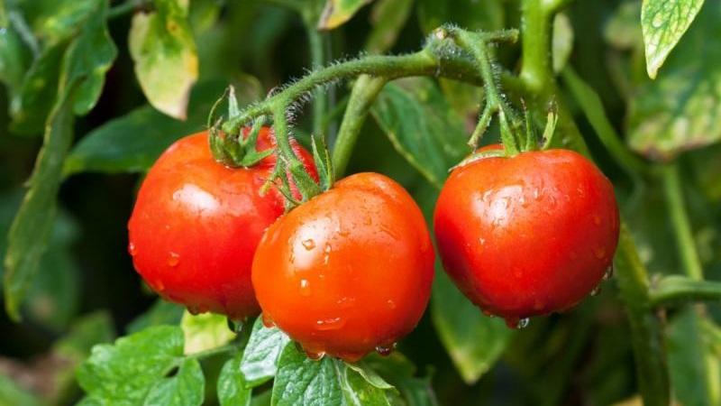Early ripe, high-yielding and versatile tomato Dubok: instructions for growing from A to Z