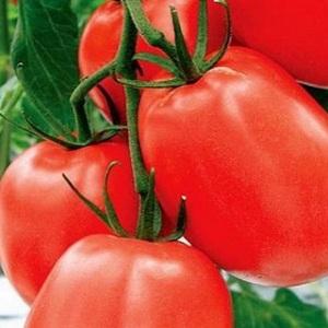 High-yielding and unpretentious Benito tomato - the secrets of getting a rich harvest