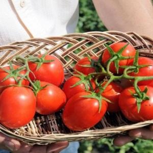 High-yielding and unpretentious Benito tomato - the secrets of getting a rich harvest